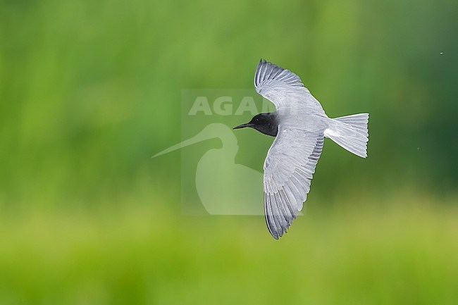 Black Tern (Chlidonias niger), adult in flight seen from the above, Campania, Italy stock-image by Agami/Saverio Gatto,