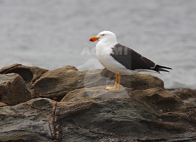 Adult Pacific gull, Larus pacificus, in Australia. stock-image by Agami/Andy & Gill Swash ,