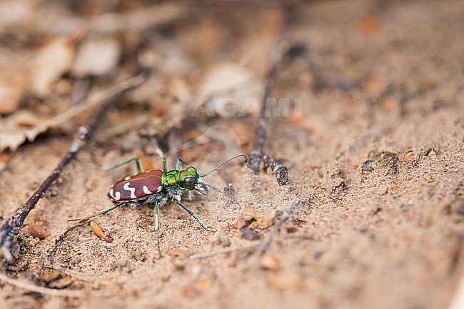 Cicindela nitida, Russia (Baikal), imago stock-image by Agami/Ralph Martin,