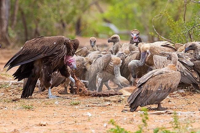 Lappet-faced vulture (Torgos tracheliotos), side view of an immature feeding on a carcass among other vultures, Mpumalanga, South Africa stock-image by Agami/Saverio Gatto,