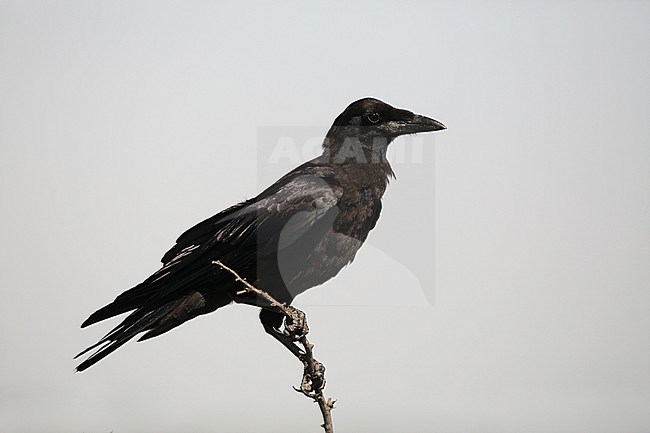 Juvenile Rook (Corvus frugelius) at Hortobagy National park in Hungary. stock-image by Agami/Helge Sorensen,