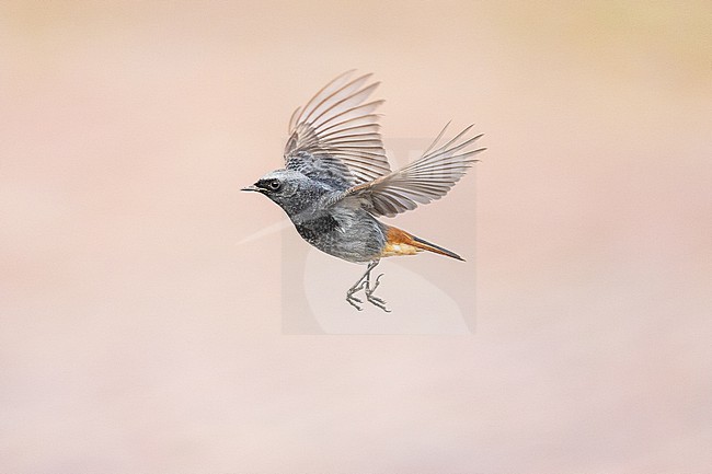  stock-image by Agami/Menno van Duijn,