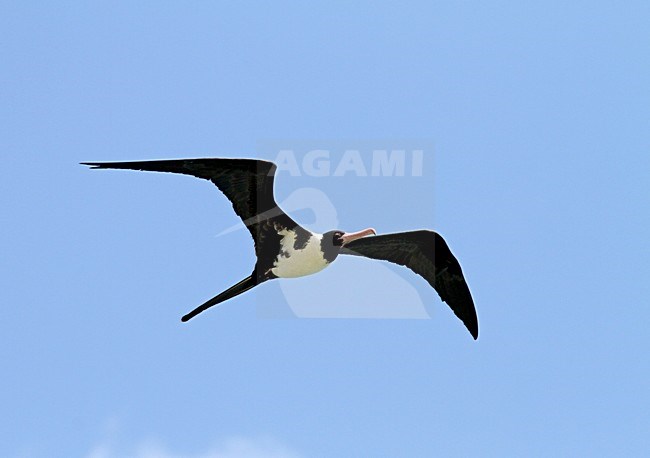 Witbuikfregatvogel in vlucht, Christmas Island Frigatebird in flight stock-image by Agami/Pete Morris,
