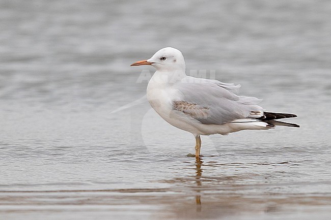 Slender-billed Gull (Chroicocephalus genei), side view of a juvenile standing on the shore, Campania, Italy stock-image by Agami/Saverio Gatto,