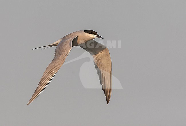 Adult (Siberian) Common Tern in flight above Bodhi Island, China, during spring migration season. stock-image by Agami/Marc Guyt,