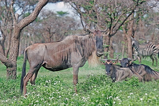 Blue wildebeest stock-image by Agami/Pete Morris,