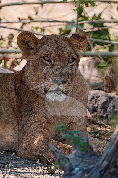 Portrait of a lioness, Panthera leo, resting in the shade. Linyanti, Botswana. stock-image by Agami/Sergio Pitamitz,