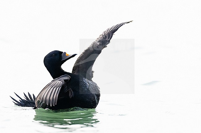  stock-image by Agami/Menno van Duijn,