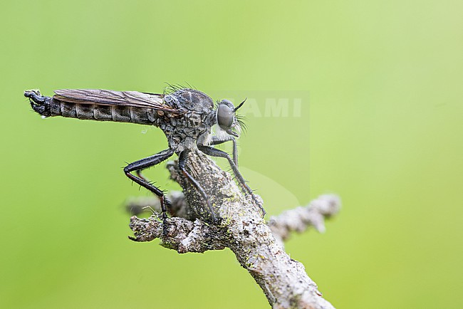 Rhadiurgus variabilis - Nordische Raubfliege, Germany (Rheinland-Pfalz), imago, male stock-image by Agami/Ralph Martin,