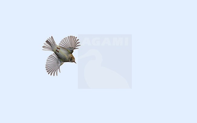 Yellow-browed Warbler (Phylloscopus inornatus) flying overhead during autumn migration in Denmark. stock-image by Agami/Helge Sorensen,