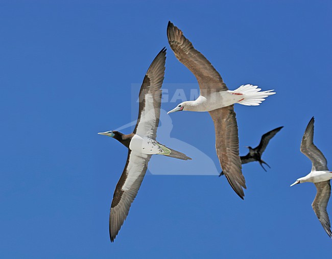 Bruine Gent & Roodpootgent vliegend met Fregatvogel; Brown Booby & Red-footed Booby with Frigatebird flying stock-image by Agami/Pete Morris,