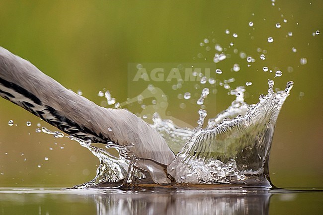 Blauwe Reiger duikend voor vis; Grey Heron diving for fish stock-image by Agami/Bence Mate,