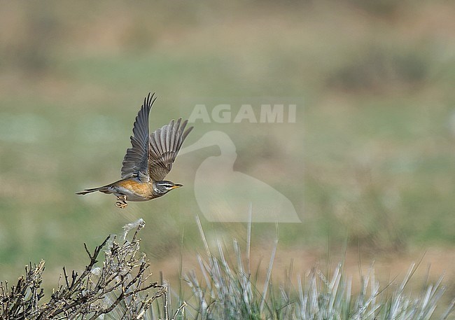 Female Eyebrowed Thrush (Turdus obscurus). Front and side view of bird in flight against pale green steppe vegetation. stock-image by Agami/Kari Eischer,