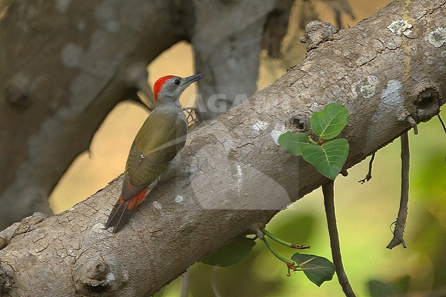 African Gray Woodpecker (Chloropicus goertae), adult male on a diagonal tree trunk in Gambia, Africa stock-image by Agami/Kari Eischer,