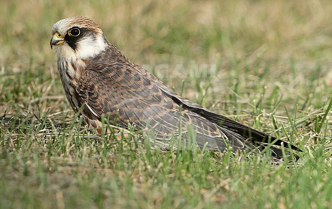 Red-footed Falcon (Falco vespertinus), juvenile sitting in the grass, seen from the side. stock-image by Agami/Fred Visscher,