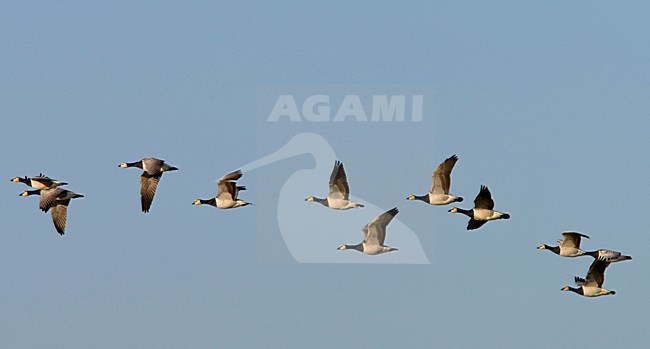 Groep Brandganzen in de vlucht; Group of Barnacle Geese in flight stock-image by Agami/Arnold Meijer,