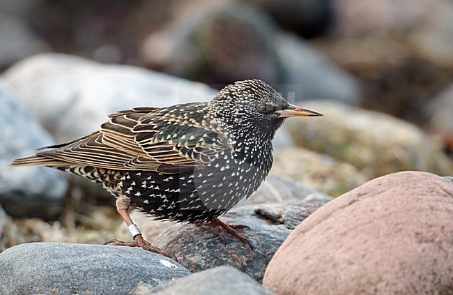 Geringde Adulte Spreeuw, Adult Common Starling banded stock-image by Agami/Markus Varesvuo,