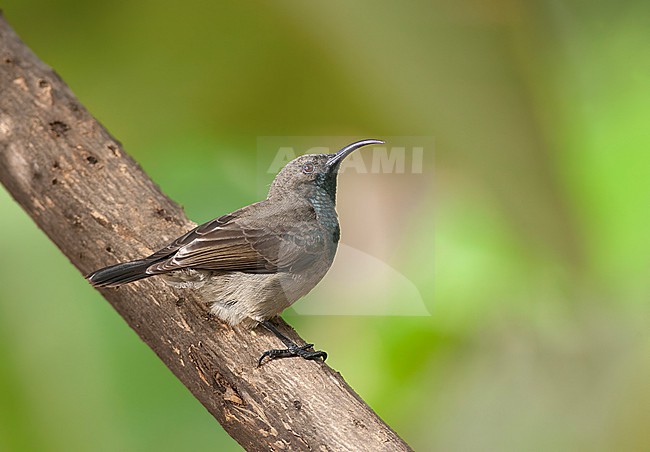Seychelles Sunbird (Cinnyris dussumieri) on the Seychelles. stock-image by Agami/David Monticelli,