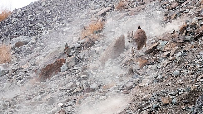 Himalayan Blue Sheep hert hunted by Snow Leopard in Rumbak valley, Ladakh, India. March 3, 2017. stock-image by Agami/Vincent Legrand,