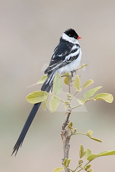 Pin-tailed Whydah (Vidua macroura), adult male in almost complete breeding plumage perched on a branch, Mpumalanga, South Africa stock-image by Agami/Saverio Gatto,