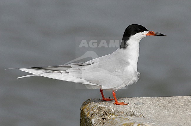 Adult Forster's Tern (Sterna forsteri) at New Jersey, USA. Roosting in the harbour. stock-image by Agami/Helge Sorensen,
