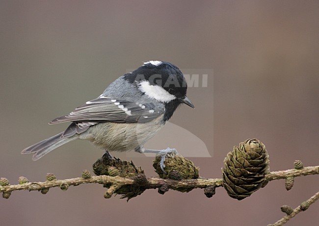 Coal Tit perched on branch Netherlands, Zwarte Mees zittend op tak Nederland stock-image by Agami/Reint Jakob Schut,