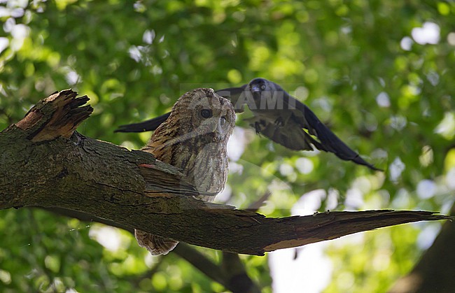 Perched adult Tawny Owl (Strix aluco) being attacked by a Jackdaw (Corvus monedula) at Lyngby, Denmark stock-image by Agami/Helge Sorensen,