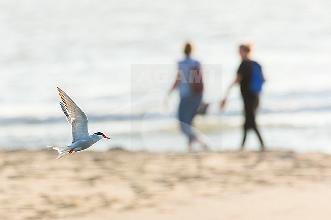 Adult Common Tern, Sterna hirundo, in flight. Fishing in the old Rhine outlet in the North Sea at Katwijk, Netherlands. stock-image by Agami/Marc Guyt,