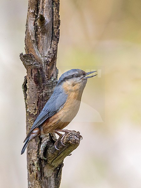 Eurasian Nuthatch ( Sitta europaea) calling stock-image by Agami/Daniele Occhiato,