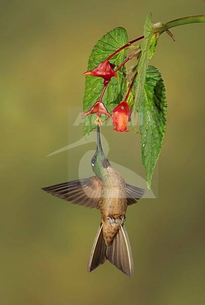 Bruinborstbriljantkilibrie foeragerend, Fawn-breasted Brilliant foraging stock-image by Agami/David Hemmings,