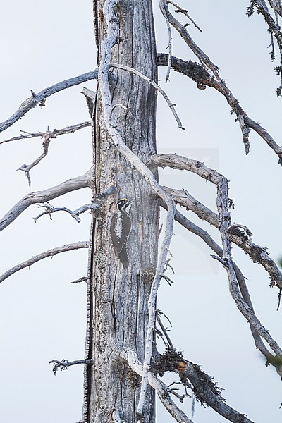 Drieteenspecht in Oostenrijkse Alpen; Three-toed Woodpecker ( Picoides tridactylus alpinus) in Austrian Alps stock-image by Agami/Ralph Martin,