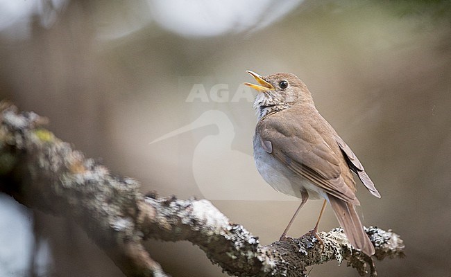 Bicknell's thrush (Catharus bicknelli) perched on a branch stock-image by Agami/Ian Davies,