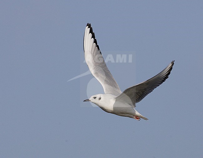Immature Bonaparte's Gull (Chroicocephalus philadelphia) in flight stock-image by Agami/Mike Danzenbaker,
