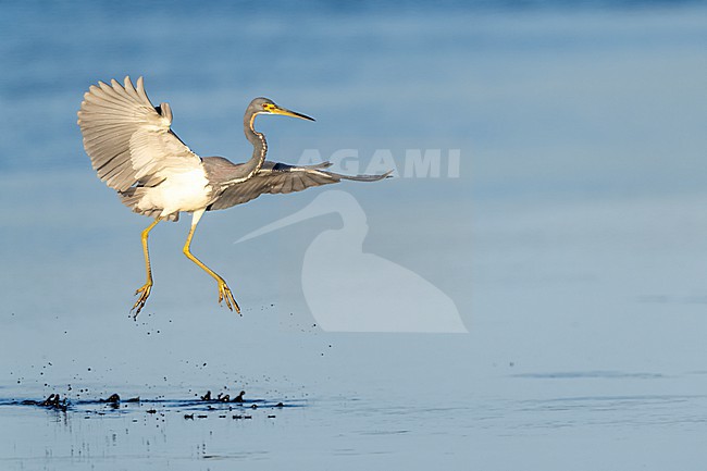 Tricolored Heron (Egretta tricolor) in swamp in Florida USA. stock-image by Agami/Marcel Burkhardt,