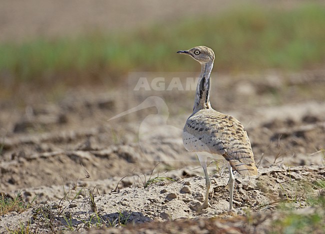 Volwassen Oostelijke Kraagtrap; Adult Macqueen\'s Bustard stock-image by Agami/Markus Varesvuo,
