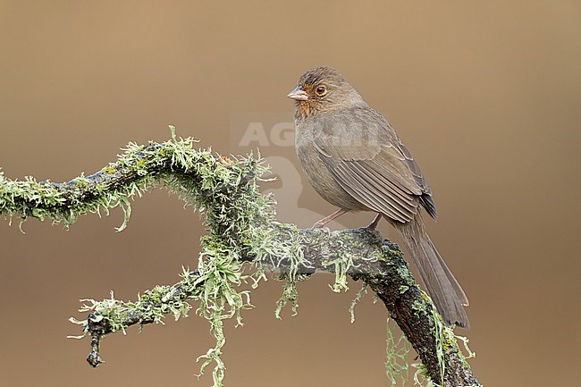 Adult 
Santa Barbara Co., CA
November 2022 stock-image by Agami/Brian E Small,