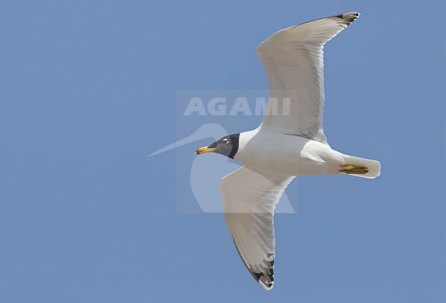 Gabbiano di Pallas; Great Black-headed Gull; Ichthyaetus ichthyaetus stock-image by Agami/Daniele Occhiato,