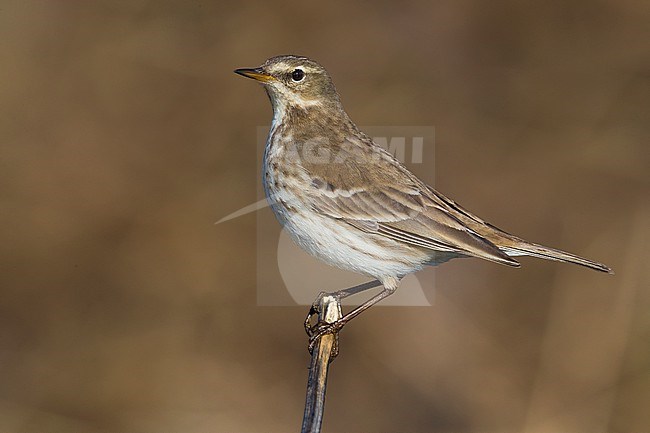 Water Pipit, Anthus spinoletta, in Italy. stock-image by Agami/Daniele Occhiato,