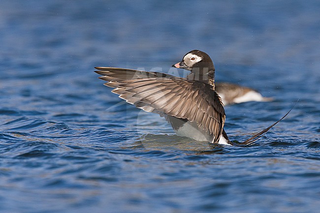Long-tailed Duck (Clangula hyemalis), adult male flapping wings in the water stock-image by Agami/Saverio Gatto,