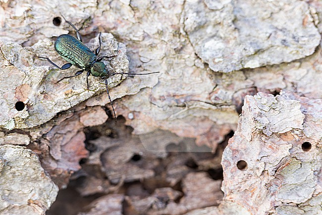 Callidium aeneum - Grüner Scheibenbock, Germany (Baden-Württemberg), imago stock-image by Agami/Ralph Martin,