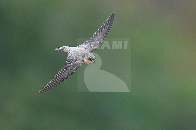 Pale Crag Martin (Ptyonoprogne obsoleta) wintering in Oman. stock-image by Agami/Sylvain Reyt,