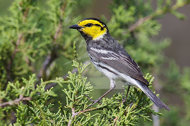 Adult male
Kimble Co., TX
April 2013 stock-image by Agami/Brian E Small,