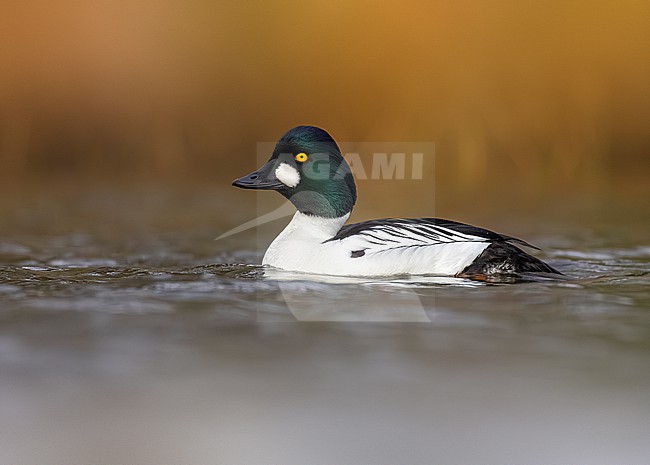 Male Common Goldeneye, Bucephala clangula, in Finland. stock-image by Agami/Daniele Occhiato,