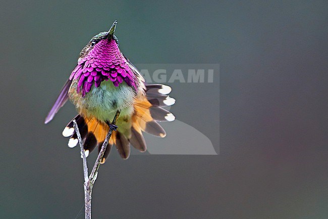 Male Wine-throated Hummingbird (Selasphorus ellioti) perched on a twig in Chiapas, Mexico. stock-image by Agami/Dani Lopez-Velasco,