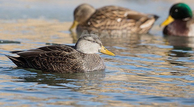American Black Duck (Anas rubripes) swimming in an urban lake in winter in North America. stock-image by Agami/Ian Davies,