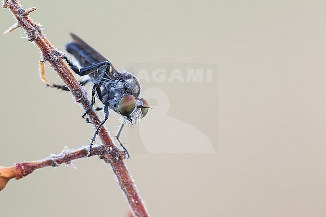 Holopogon nigripennis - Schmuck-Rabaukenfliege, Germany (Baden-Württemberg), imago, female stock-image by Agami/Ralph Martin,