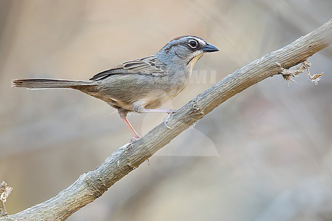 Oaxaca Sparrow (Aimophila notosticta) perched on a branch in Oaxaca, Mexico. stock-image by Agami/Glenn Bartley,