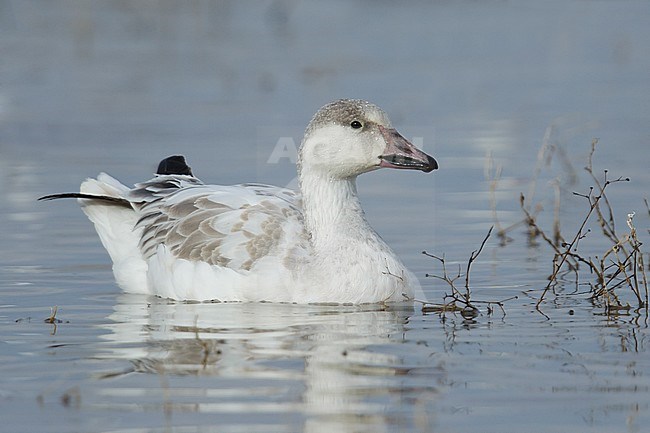 Juveniele witte vorm Sneeuwgans, Juvenile white morph Snow Goose stock-image by Agami/Brian E Small,
