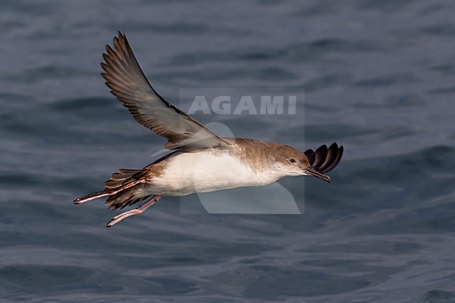 Yelkouanpijlstormvogel in de vlucht; Yelkouan Shearwater in flight stock-image by Agami/Daniele Occhiato,