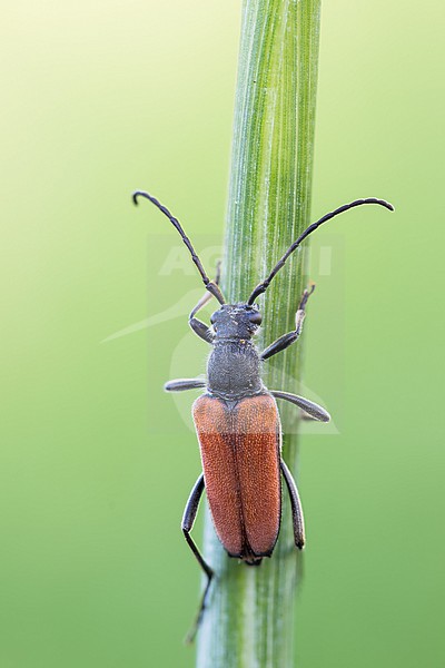Anastrangalia reyi - Gebirgs-Halsbock, Germany (Baden-Württemberg), imago, female stock-image by Agami/Ralph Martin,
